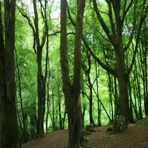 Foto de Barna Woods