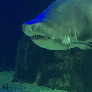 Foto de Dingle Oceanworld